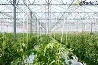 established vegetable fruit production - 1