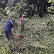 organic coffee farm costa - 2