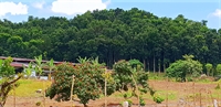 mahogany plantation for sale - 1