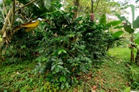 organic coffee farm costa - 3